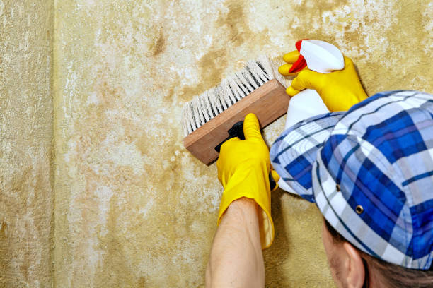 Best Air Quality Testing for Mold Spores  in USA